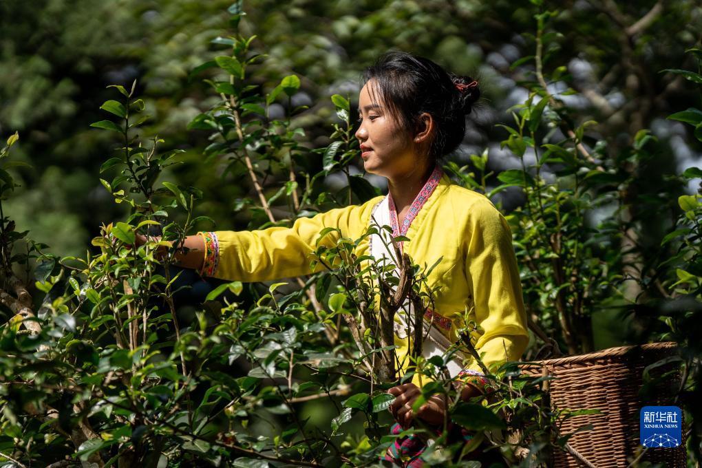 免费炸三张金花游戏下载豆子
